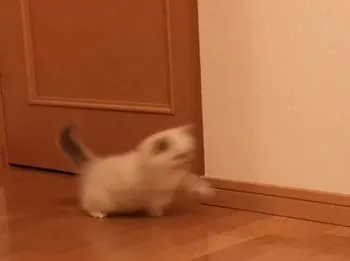 Luna 様のお迎えした子猫