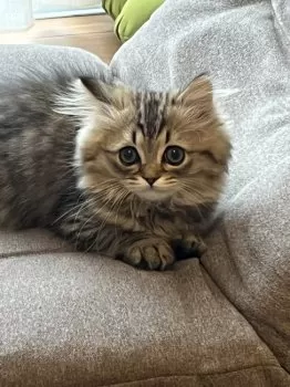 M.Y 様のお迎えした子猫