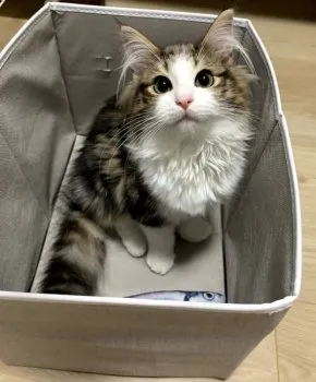 C.R 様のお迎えした子猫