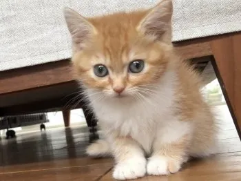 マチルダ 様のお迎えした子猫