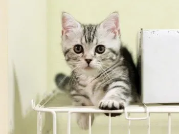 はるぞう 様のお迎えした子猫