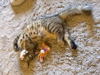 K.T 様のお迎えした子猫