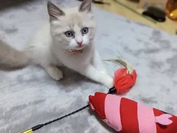 ふぁる 様のお迎えした子猫