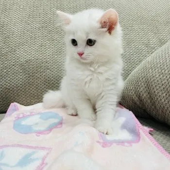 nao 様のお迎えした子猫