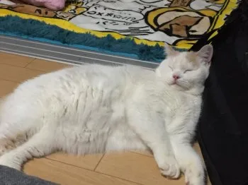 ダイ 様のお迎えした子猫