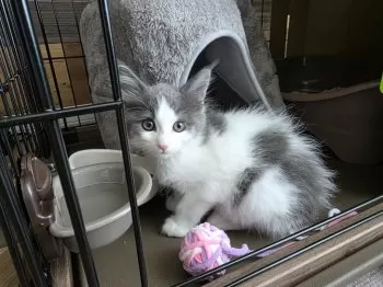 Y.Y 様のお迎えした子猫