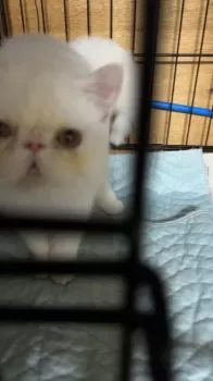 Ariママ 様のお迎えした子猫