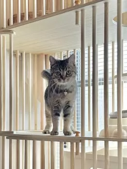 K.T 様のお迎えした子猫