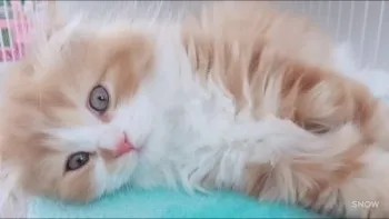 チョロ松 様のお迎えした子猫