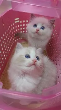 G.K 様のお迎えした子猫
