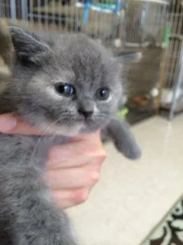 メイ 様のお迎えした子猫