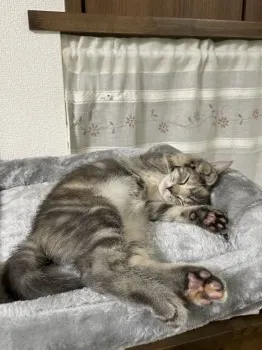 すあま 様のお迎えした子猫