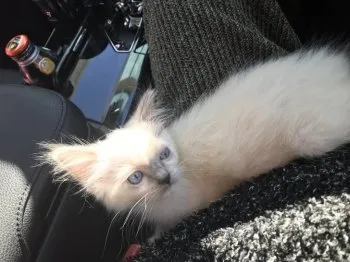 HIDE 様のお迎えした子猫