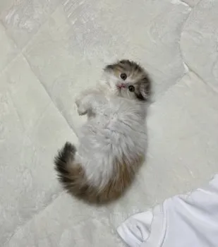 A 様のお迎えした子猫