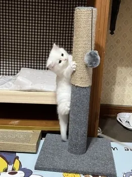 キョンタ 様のお迎えした子猫