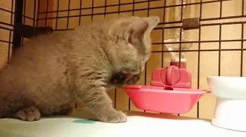 はる 様のお迎えした子猫