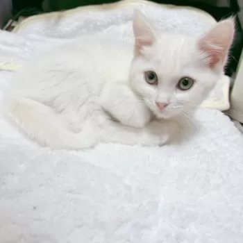 みっしー 様のお迎えした子猫