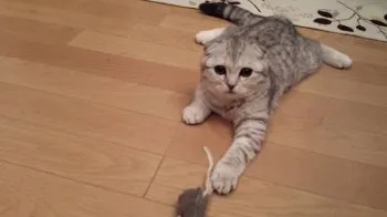 M 様のお迎えした子猫