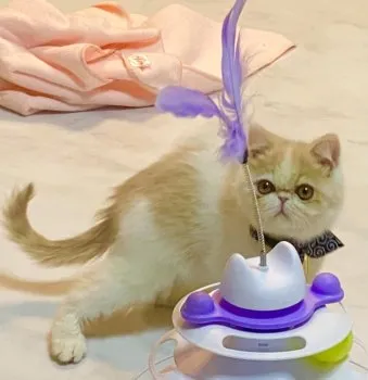 ぽんきち 様のお迎えした子猫
