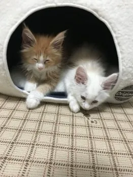 ちょいふる 様のお迎えした子猫