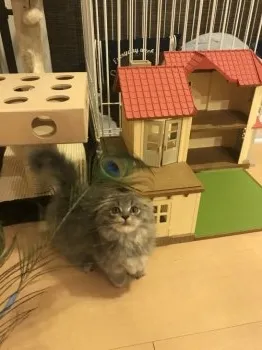 ちぃ 様のお迎えした子猫
