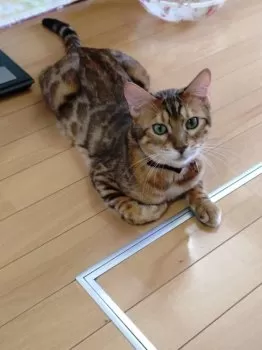A.S 様のお迎えした子猫