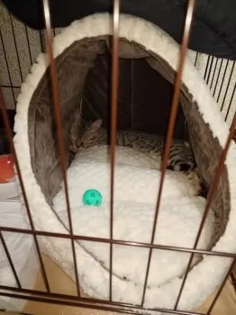 S.H 様のお迎えした子猫
