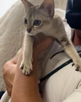 M.T 様のお迎えした子猫