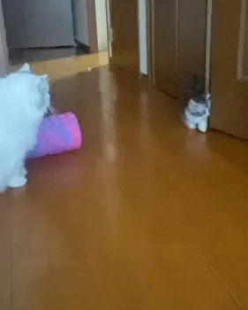 ⭐️⭐️RinRin⭐️⭐️ 様のお迎えした子猫