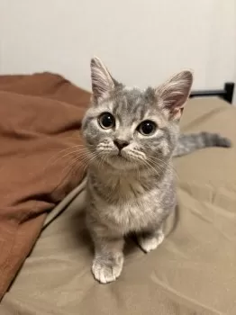 S.O 様のお迎えした子猫