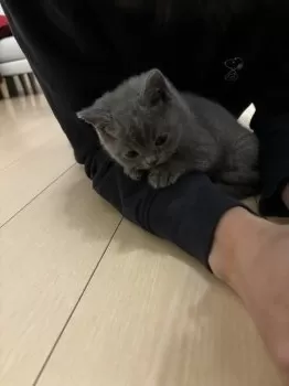 R.N 様のお迎えした子猫