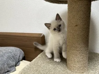 タオ 様のお迎えした子猫