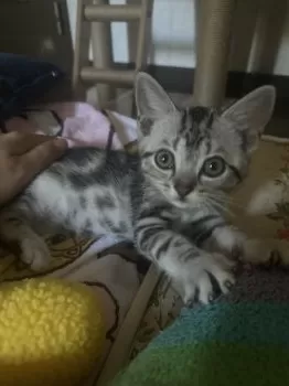 N.S 様のお迎えした子猫