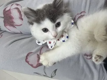 S.K 様のお迎えした子猫