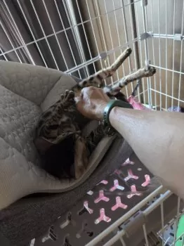 しおん 様のお迎えした子猫