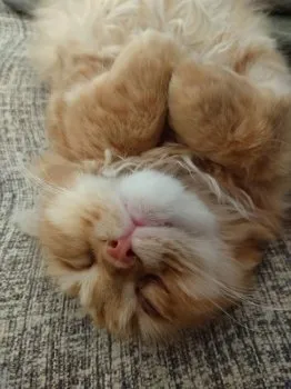 ぽんきち 様のお迎えした子猫