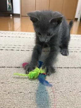 おはぎ 様のお迎えした子猫