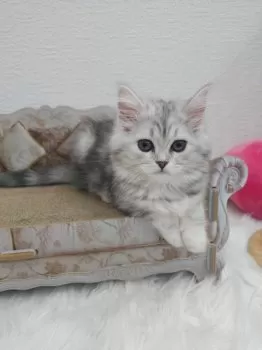 R 様のお迎えした子猫