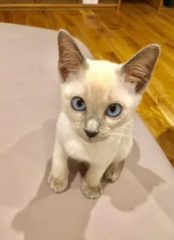 MOW 様のお迎えした子猫