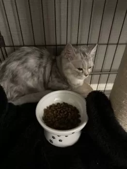 J.O 様のお迎えした子猫