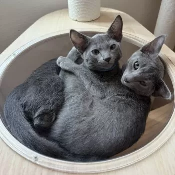 Y 様のお迎えした子猫