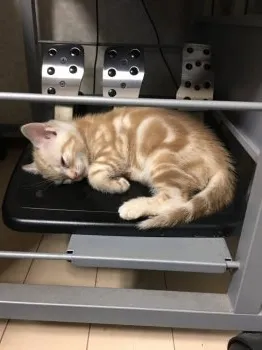 ルナ 様のお迎えした子猫