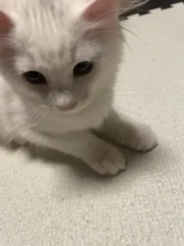 とく 様のお迎えした子猫