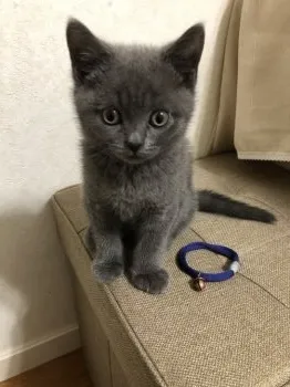 N.N 様のお迎えした子猫