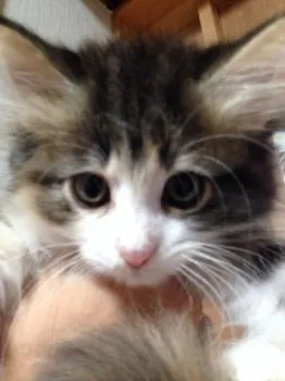 リボンパパ＆ママ 様のお迎えした子猫