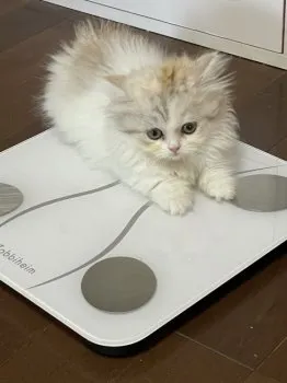 はっぱこ 様のお迎えした子猫