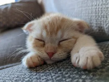 むっちゃん 様のお迎えした子猫