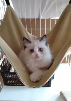 まーみん 様のお迎えした子猫