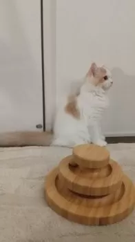 どら 様のお迎えした子猫