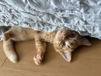 E.U 様のお迎えした子猫